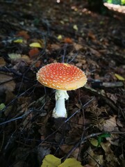 fly mushroom