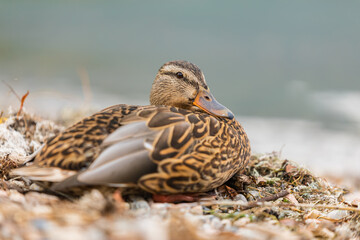 Duck in the park by the lake or river. Nature wildlife mallard duck on a ground