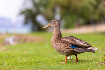 Obraz na płótnie Canvas Duck in the park by the lake or river. Nature wildlife mallard duck on a green grass