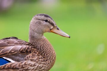 Duck in the park by the lake or river. Nature wildlife mallard duck on a green grass