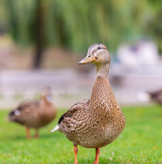 Duck in the park by the lake or river. Nature wildlife mallard duck on a green grass
