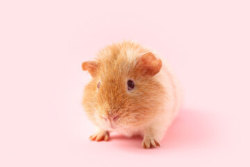 Funny Guinea pig on pink background