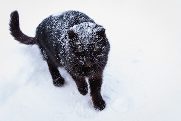 Homeless black cat in the snow. Frozen cat.
