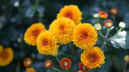 flower in the garden