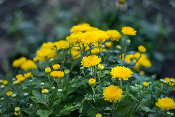 field of yellow chrysanthemums