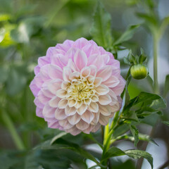 pink dahlia flower