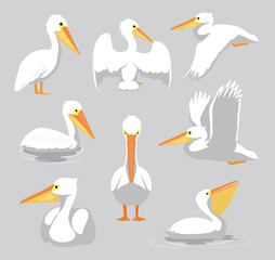 Animal White Pelican Poses Cartoon Vector Set