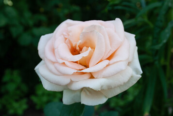 flower, garden flower, background, place for text