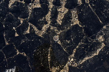 texture of jelly fish on rocks