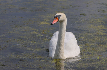 Swan floating on the lake.