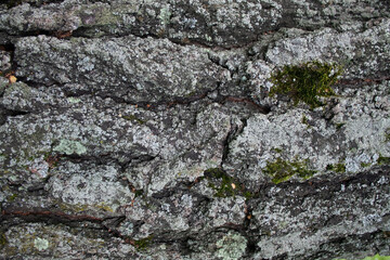 bark, tree bark, texture, background, place for text