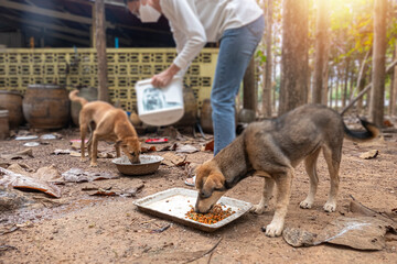 Feeding stray dog outdoor area