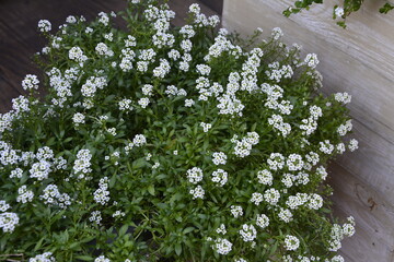 Carpet of small white fragrant flowers alyssum