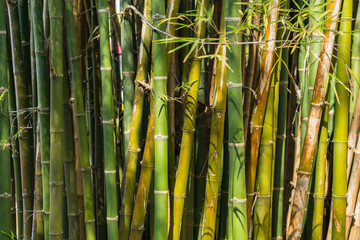Bamboo background, Beautiful background, Green background