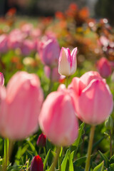 Pink tulips garden close-up in the bright rays of the sun. Delicate spring flowers bloomed in the garden. Natural colorful background of the park. A postcard of delicate flowers. Mother's Day Concept