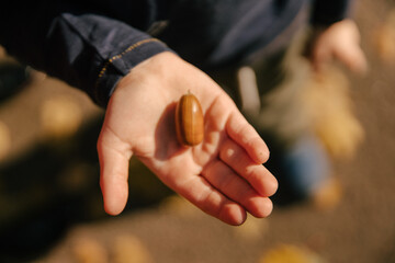 A large acorn in the hand of a child in autumn,close-up,top view