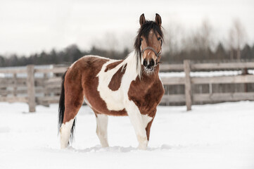 Piebald horse in the Russian village in the winter on the snow