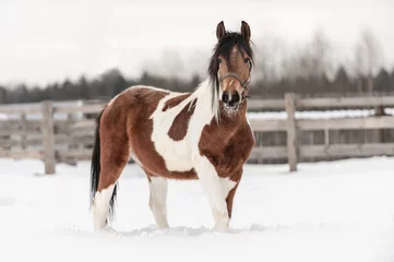 Fototapete Pferde Piebald-Pferd im russischen Dorf im Winter auf dem Schnee