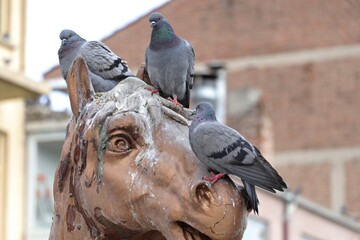 Pigeons perched on horse statue head and pooping