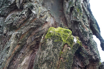 tree bark. photo during the day. detail. texture.