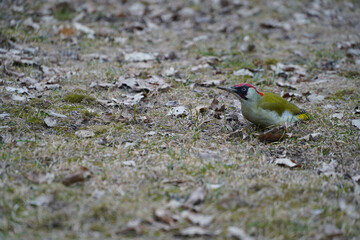 green woodpecker. picus viridis. bird on a carpet of leaves in a snowless winter. photo during the day.