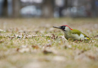 green woodpecker. picus viridis. bird on a carpet of leaves in a snowless winter. photo during the day.