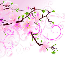 vector cherry blossom