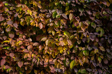 Green autumn leaf wall landscaping living wall bush print wild vine leaves