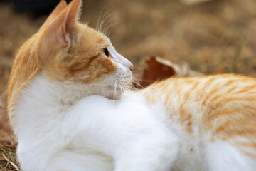 Red Greek stray cat outdoor in nature. Soft focus image.