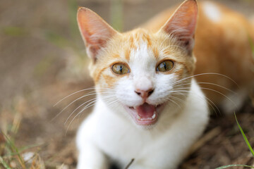 Red Greek stray cat outdoor in nature. Soft focus image.