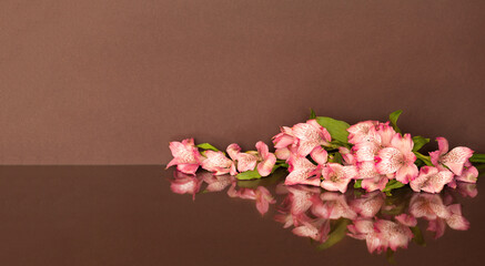 Beutiful floral composition with reflection of delicate flowers of pink alstroemeria on brown background. Congratulatory blank, banner, greeting card for birthday, wedding day, mother's day, March 8 - obrazy, fototapety, plakaty