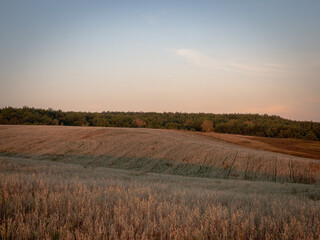 Sunset on a red field in autumn.