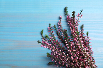 Heather branches with beautiful flowers on light blue wooden table, above view. Space for text