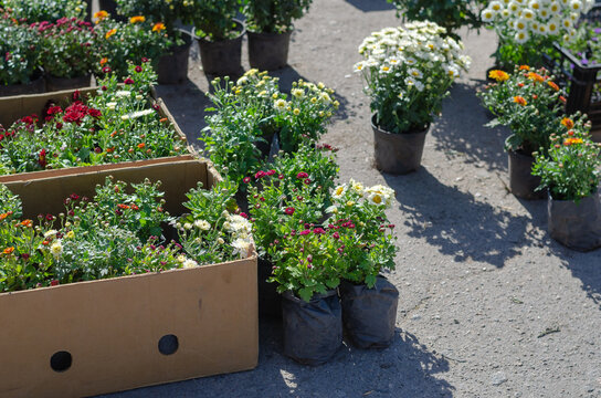 Farmer's Fair of gardening in the open air. Colorful chrysanthemums and daisies in flower pots.