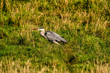 A detailed gray heron walks in the green grass. Animal themes, background, copy-space