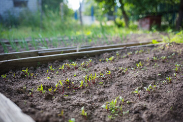 bed with young beet seedlings in garden in spring or summer