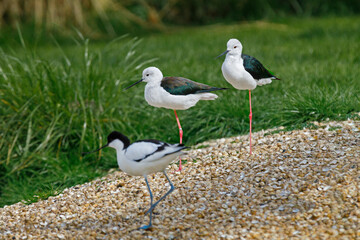 Still and Avocet on shell shore line