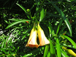 mediterranean orange flower