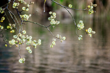 blooming tree over pond
