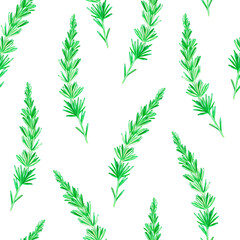 Seamless pattern of Rosemary. Watercolor vintage illustration. Isolated on a white background. For your design.