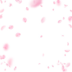 Sakura petals falling down. Romantic pink flowers vignette. Flying petals on white square background. Love, romance concept. Favorable wedding invitation.