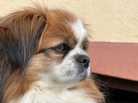 Kleiner Hund im Seitenprofil, Haustier, Tibet Spaniel, Tibetan Spaniel, H&uuml;ndin, Fell, Hundeohren, Hundenase, Hundeaugen