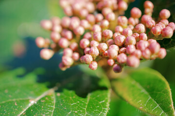 flowers, Spring blossom close-up, macro
