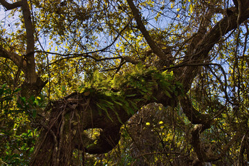 Obraz premium Hiking trail in Mangrove forest in Sebastian Inlet Stae Park Florida