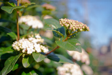 flowers, Spring blossom close-up, macro