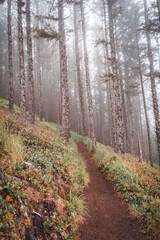 Obraz premium path in the woods