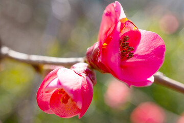 flowers, Spring blossom close-up, macro