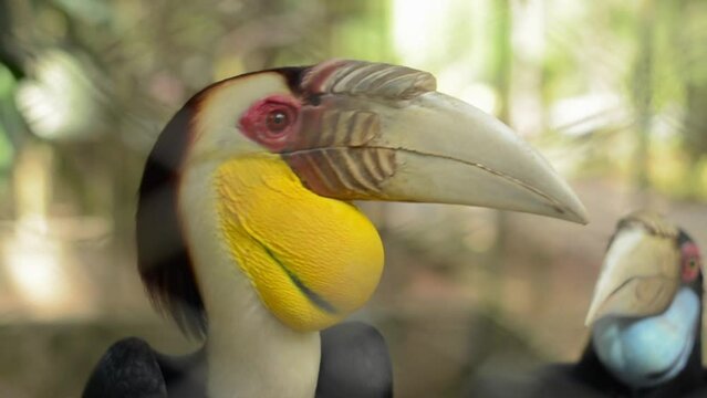 Close up a couple Wreathed Hornbill which the male has a yellow face and throat patch, while the female has a red patch of skin around the eye and a blue throat patch. 