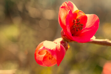 flowers, Spring blossom close-up, macro