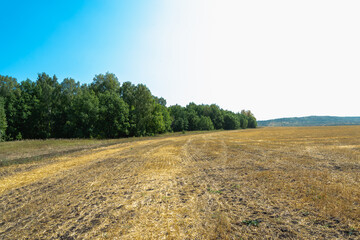 Fototapeta na wymiar Removed field. Trees on the edge of the field.